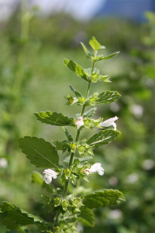 Sitruunamelissahydrolaatti, luomu  - Aqua Melissa officinalis