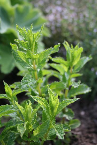 Piparminttuöljy luomu Mentha x piperita