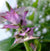 Muskatellisalviaöljy Salvia sclarea