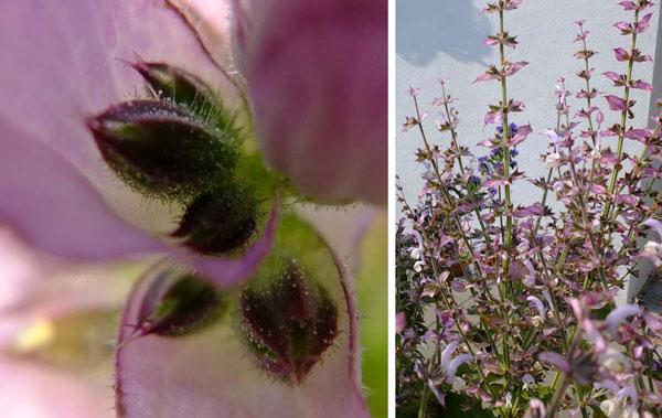 Muskatellisalviaöljy Salvia sclarea