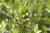 Myrttiöljy (Ct. Myrtenylacetat) Myrtus communis