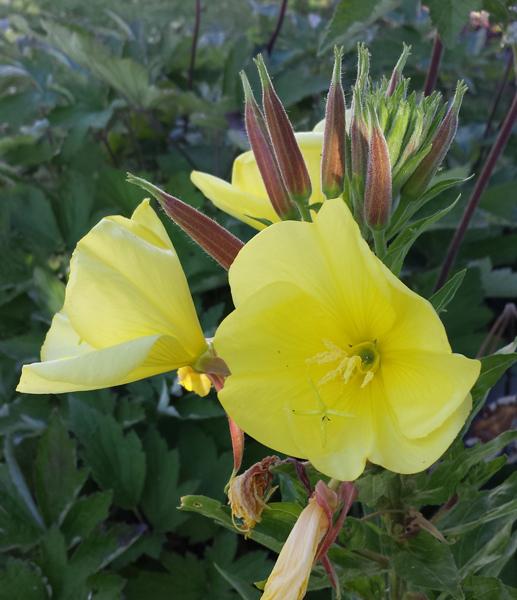Helokkiöljy, luomu CO2 EX Oenothera biennis