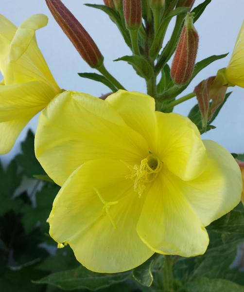 Helokkiöljy, luomu CO2 EX Oenothera biennis