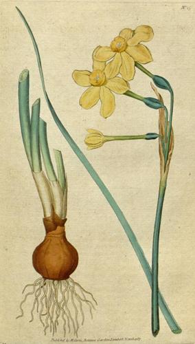 Jonquille Absolue 10:90 sekoitettuna jojobaan Narcissus jonquilla