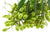 Neempuunöljy luonnollinen, luomu Azadirachta indica