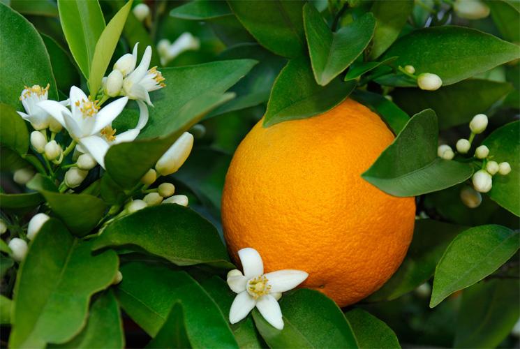 Neroliöljy 10:90 laimennus jojobassa Citrus aurantium flos