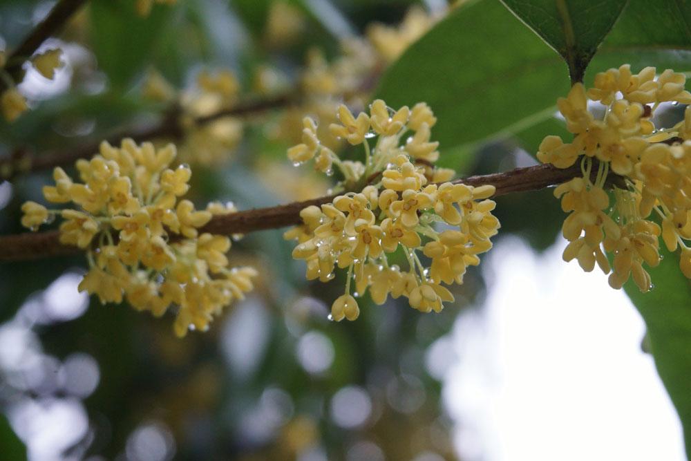 Osmanthus 10:90 jojobassa - Osmanthus fragrans