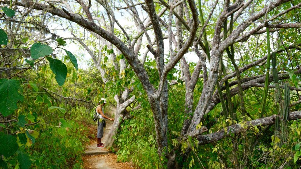 Palo Santo 5:95 laimennus jojobassa Bursera graveolens