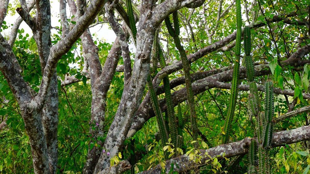 Palo Santo 5:95 laimennus jojobassa Bursera graveolens