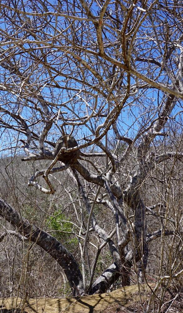 Palo Santo 5:95 laimennus jojobassa Bursera graveolens