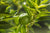 Petitgrainöljy, luomu Citrus aurantium fol