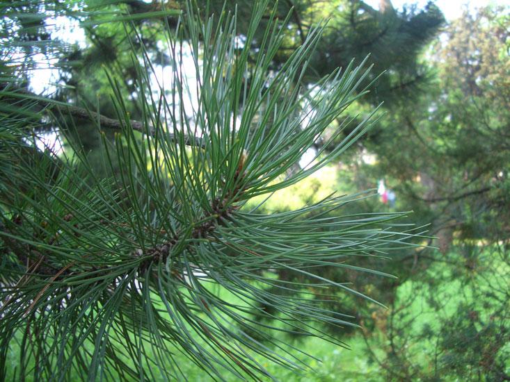 Mäntyöljy, villikasvu Pinus sylvestris