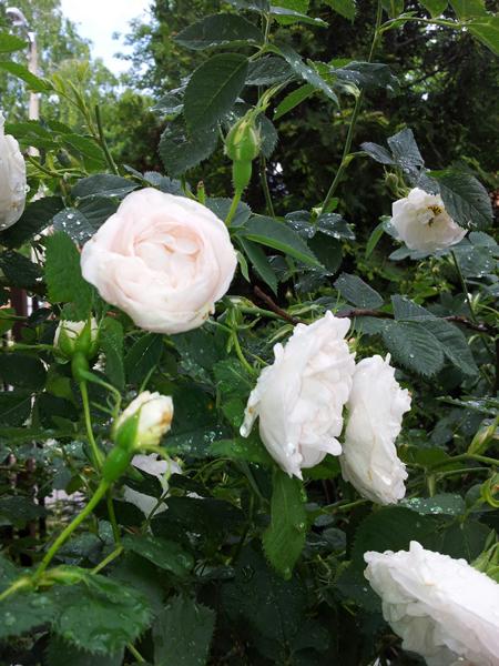 Ruusu alba CO2 uute 10:90 laimennus jojobassa