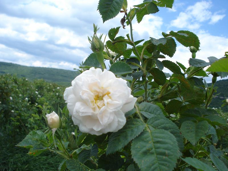 Ruusu alba CO2 uute 10:90 laimennus jojobassa