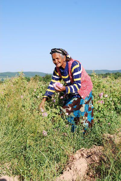 Ruusuöljy bulgarialainen 10:90 laimennettuna jojobaan Rosa x damascena
