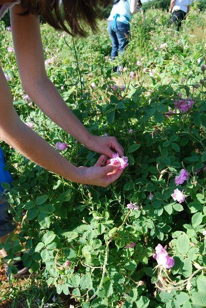 Ruusuöljy bulgarialainen Rosa x damascena