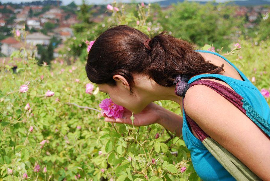 Ruusuöljy bulgarialainen 10:90 laimennettuna jojobaan Rosa x damascena