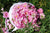 Ruusuöljy bulgarialainen, luomu, laimennettuna 10:90 jojobaan Rosa x damascena