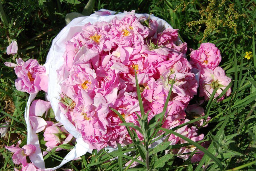 Ruusuöljy bulgarialainen 10:90 laimennettuna jojobaan Rosa x damascena