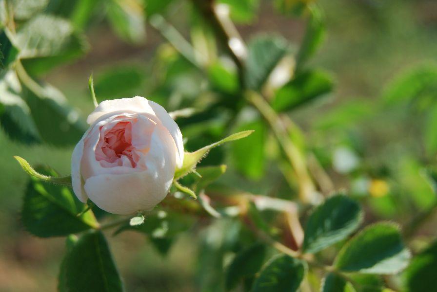 Ruusuöljy turkkilainen Rosa x damascena