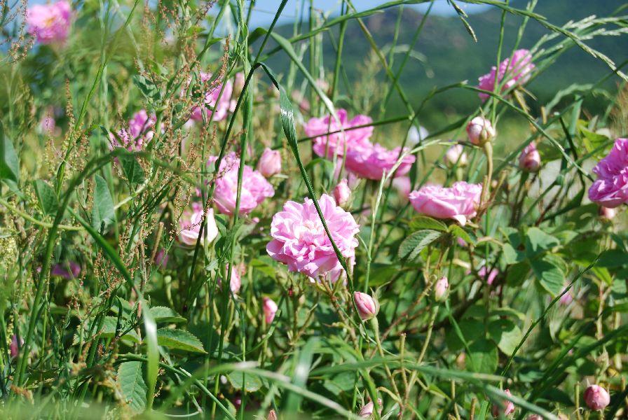 Ruusuhydrolaatti, luomu - Aqua Rosa damascena