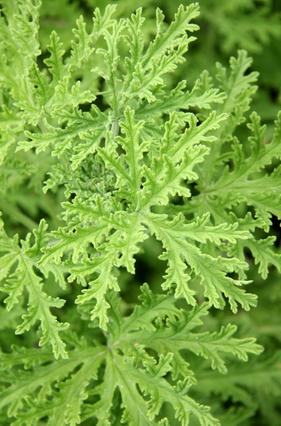 Ruusugeraniaöljy Bourbon Pelargonium graveolens