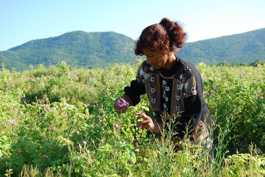 Ruusuöljy persialainen 10:90 laimennus jojobassa Rosa x damascena