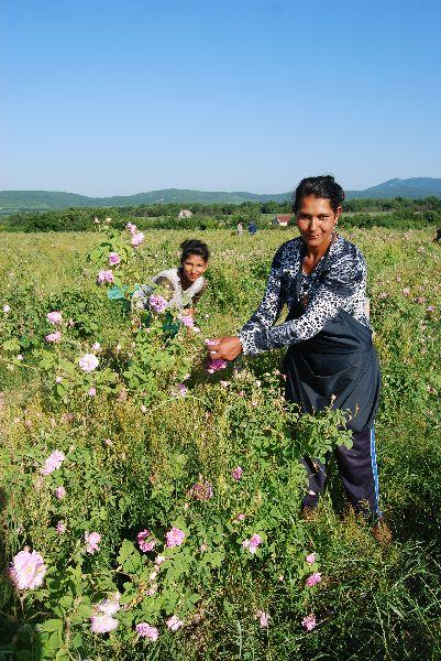 Ruusuöljy persialainen 10:90 laimennus jojobassa Rosa x damascena