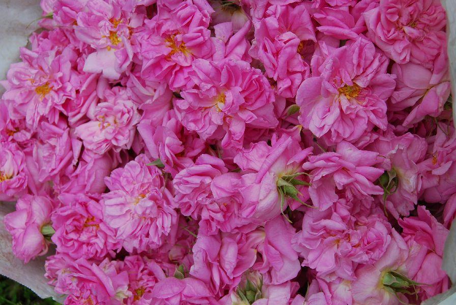 Ruusuöljy persialainen 10:90 laimennus jojobassa Rosa x damascena