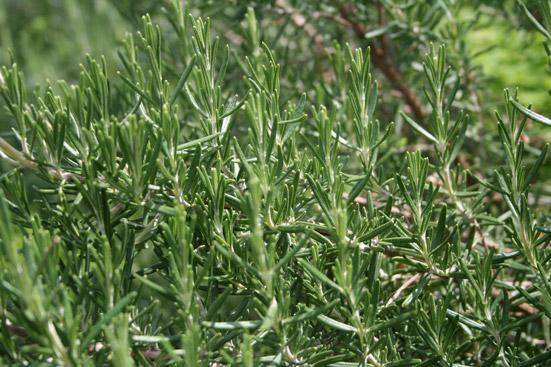 Rosmariinihydrolaatti, luomu  - Aqua Rosmarinus officinalis