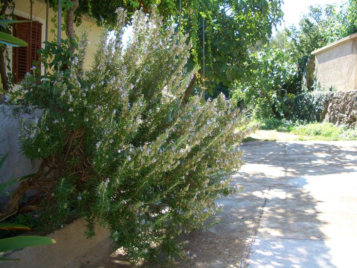 Rosmariiniöljy, luomu (Ct. cineol) Rosmarinus officinalis