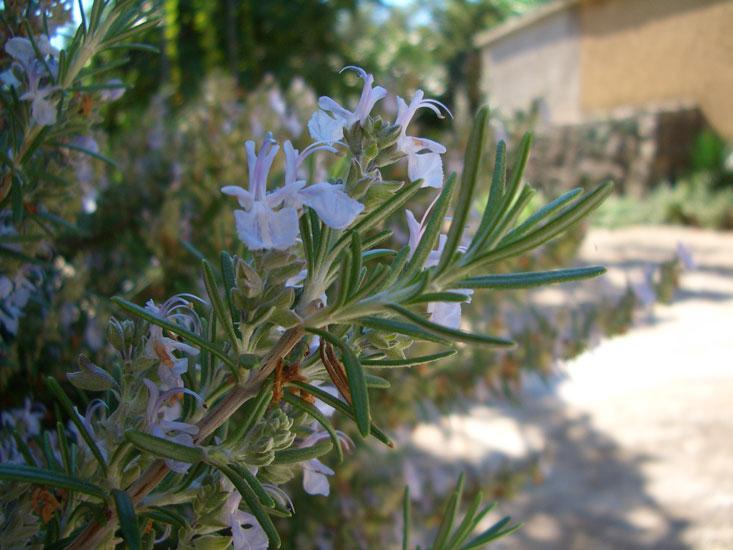 Rosmariiniöljy, luomu (Ct. cineol) Rosmarinus officinalis