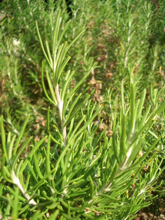 Rosmariinöljy luomu (Ct. Borneon) Rosmarinus officinal