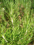 Rosmariinöljy luomu (Ct. Borneon) Rosmarinus officinal