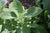 Salviaöljy Salvia officinalis