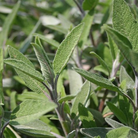 Salviahydrolaatti, luomu - Aqua Salvia officinalis