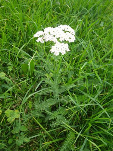 Siankärsämönöljy, luomu Achillea millefolium