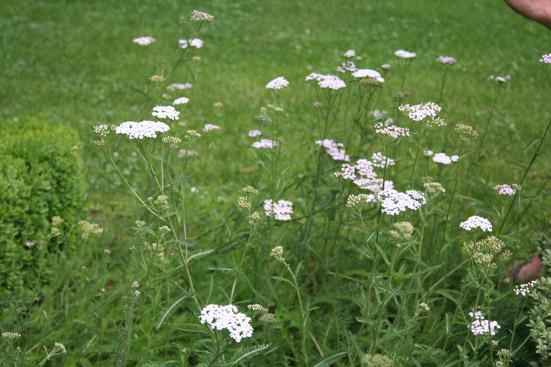 Siankärsämönöljy, luomu Achillea millefolium