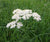 Siankärsämönöljy, luomu Achillea millefolium