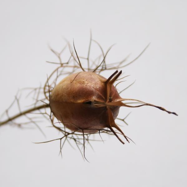 Mustakuminaöljy, luomu Nigella sativa