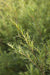 Teepuuöljy, luomu (tea tree) Melaleuca alternifolia