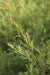 Teepuuöljy (tea tree) Melaleuca alternifolia