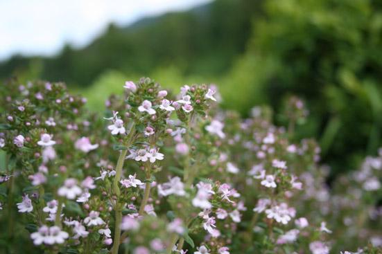 Timjamiöljy (Ct. Thujanol) Thymus vulgaris