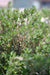 Timjamiöljy, luomu (kemotyyppi linalooli) Thymus vulgaris