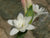 Tuberosaöljy 10:90 laimennus jojobassa Polianthes tuberosa