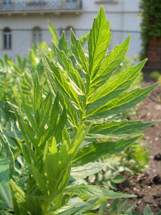Valeriaanaöljy Valeriana officinalis