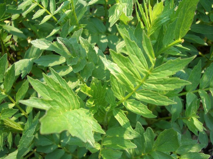 Valeriaanaöljy Valeriana officinalis