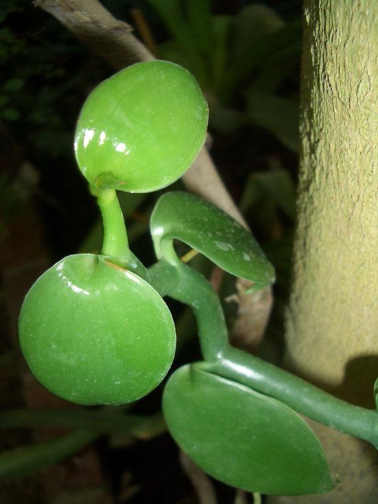 Vaniljauute (luomu) laimennettuna alkoholilla 58:42 Vanilla planifolia