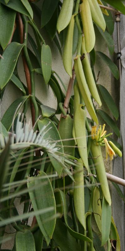 Vaniljauute (luomu) laimennettuna alkoholilla 58:42 Vanilla planifolia