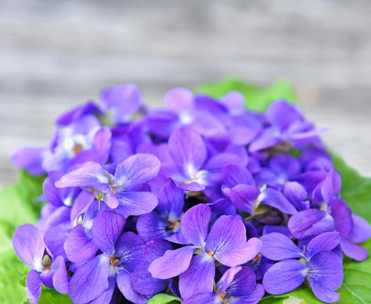 Orvokkiöljy Absolue laimennettuna 10:90 jojobaan Viola odorata